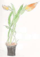 http://francesleeceramics.com/files/gimgs/th-28_fur elise tulips web.jpg